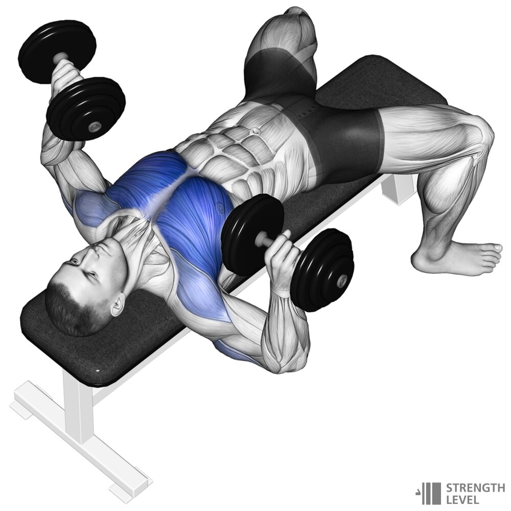 Easy Beginner Exercise, the dumbbell bench press